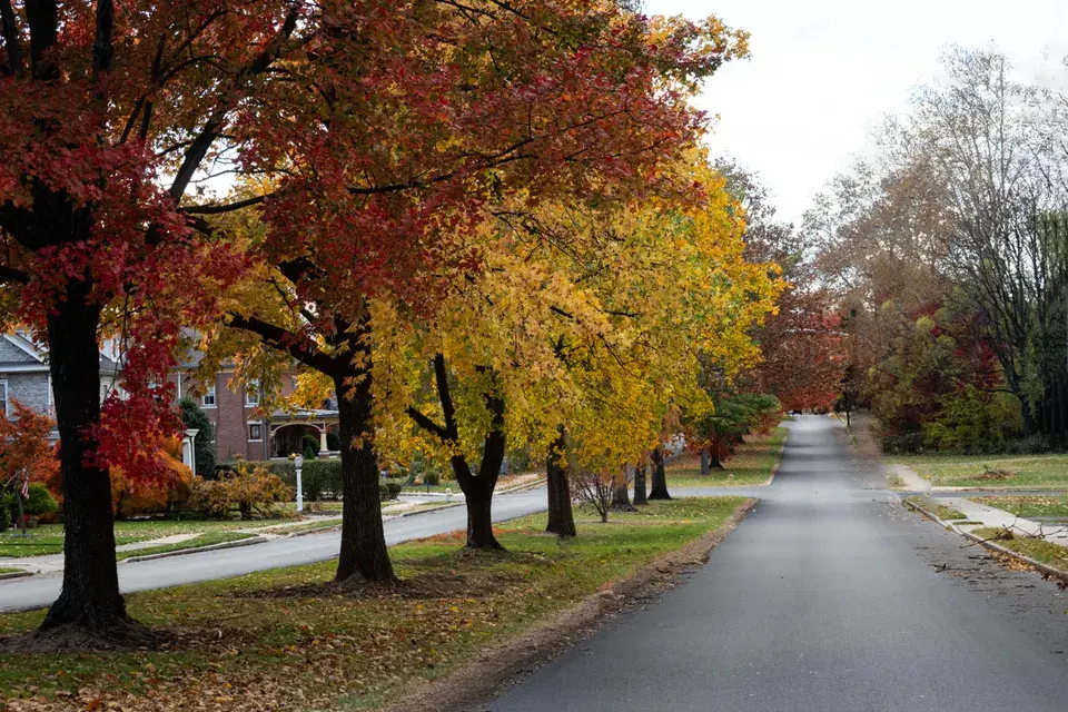 mold removal Manor